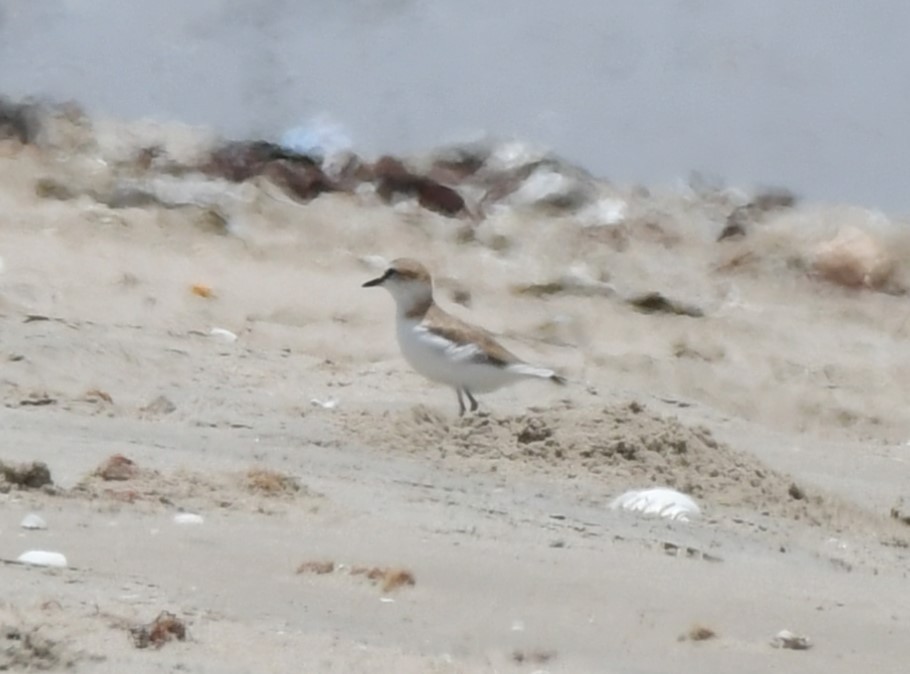 White-fronted Plover - ML620983500