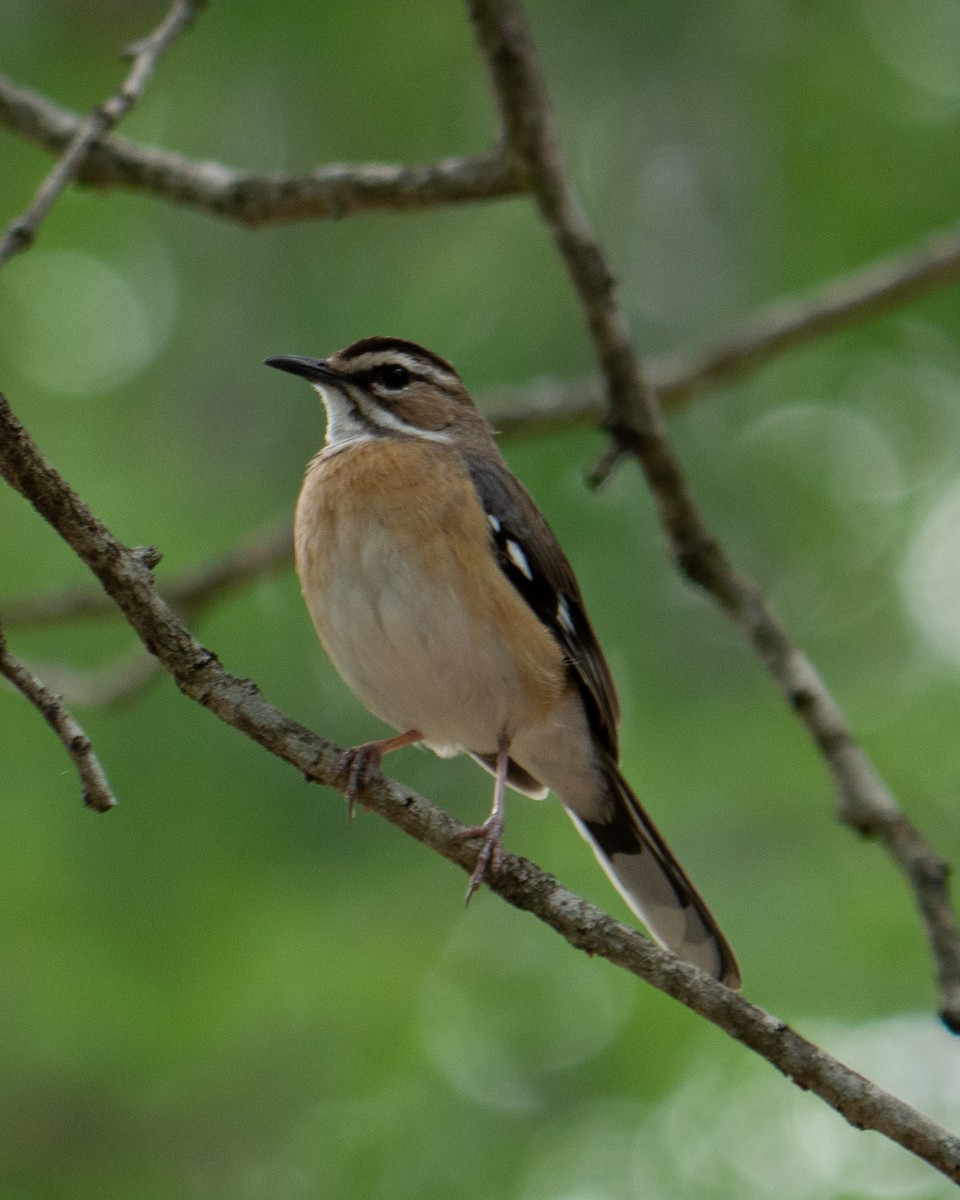 Bearded Scrub-Robin - ML620983523