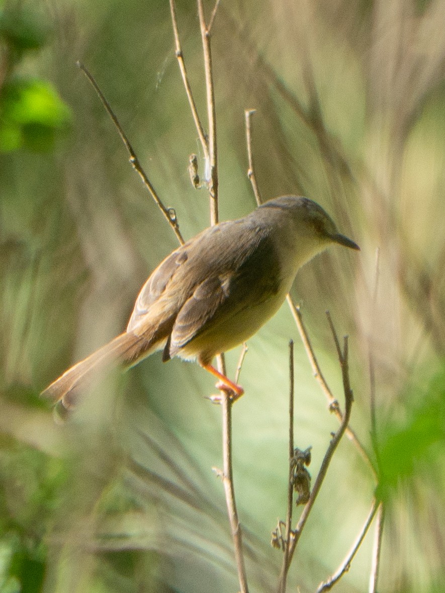 Tawny-flanked Prinia - ML620983528