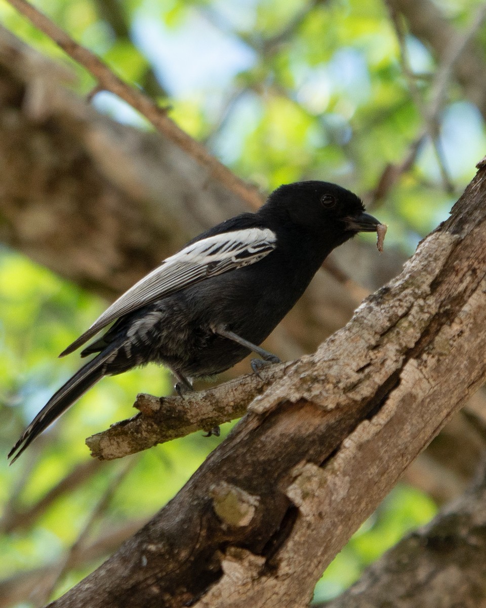 Southern Black-Tit - ML620983530