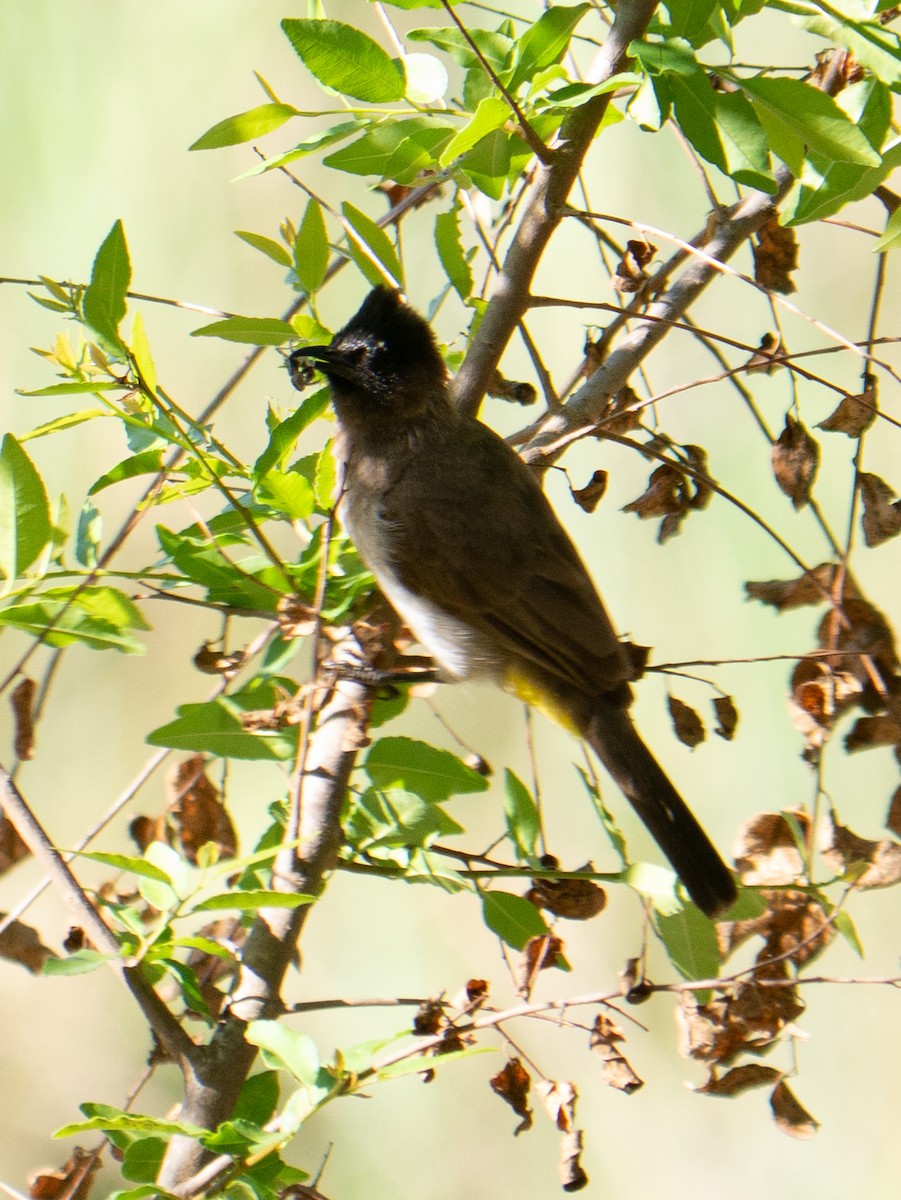 Common Bulbul - ML620983536