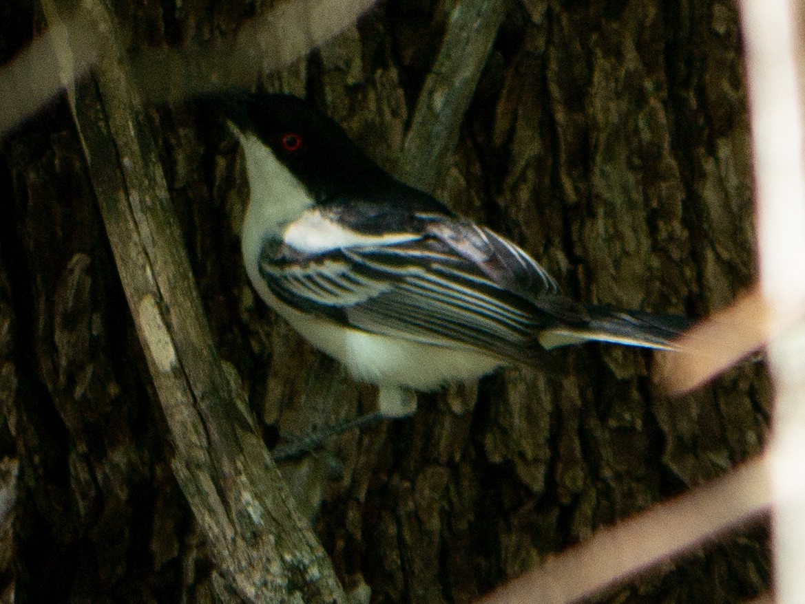 Black-backed Puffback - ML620983545