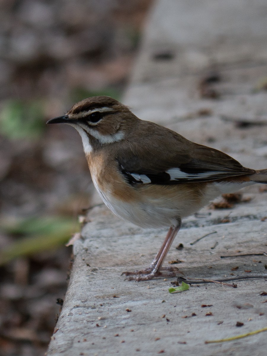 Bearded Scrub-Robin - ML620983558