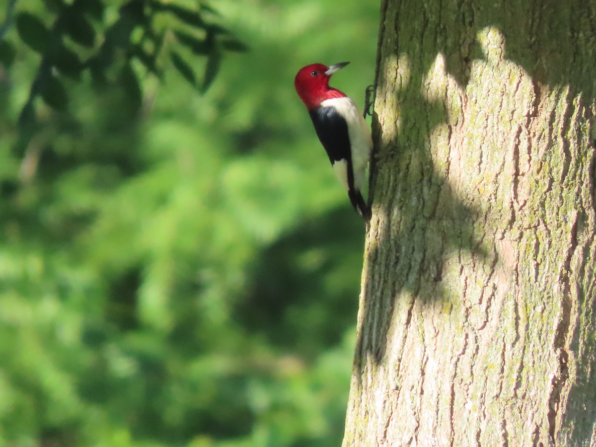 Red-headed Woodpecker - ML620983559