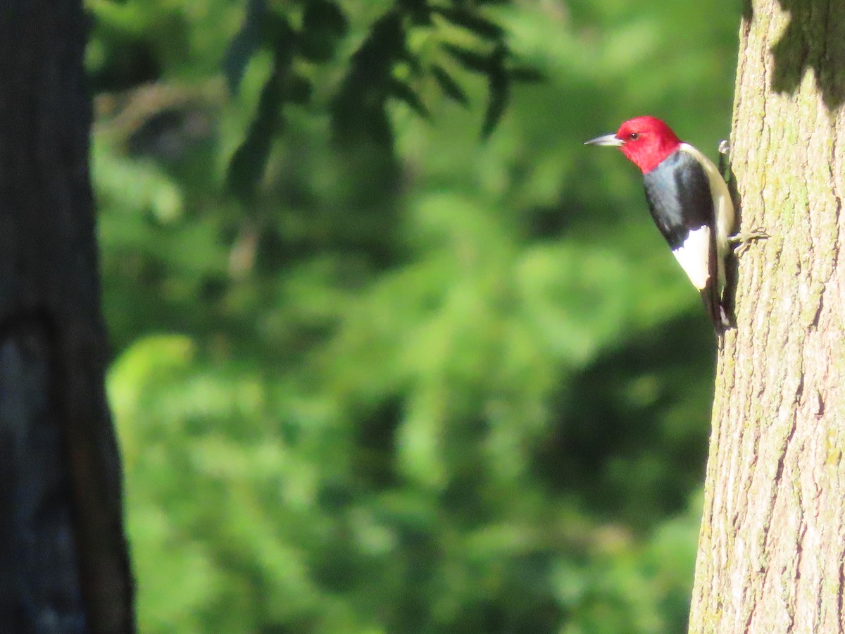 Red-headed Woodpecker - ML620983560