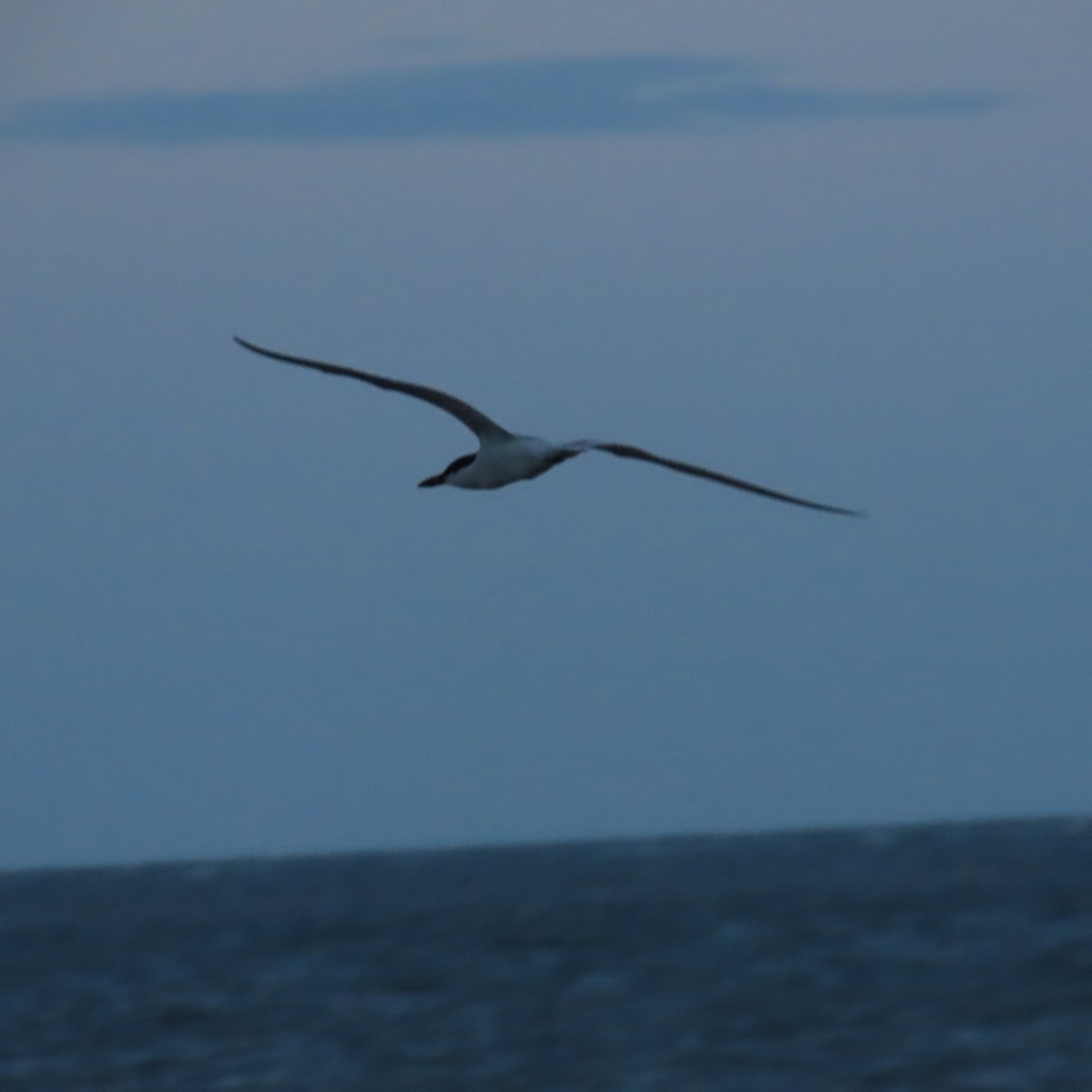 Gull-billed Tern - ML620983562
