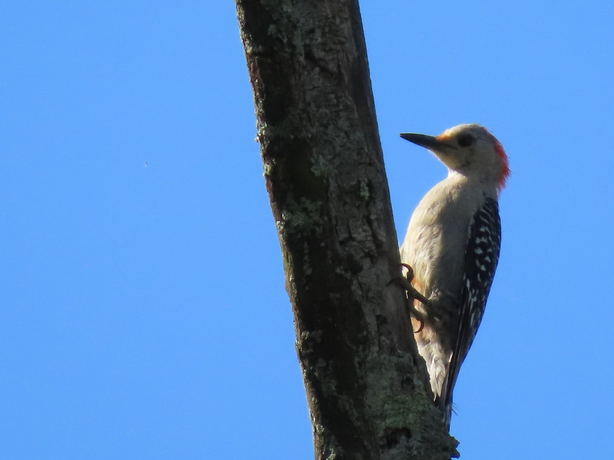 Red-bellied Woodpecker - ML620983563