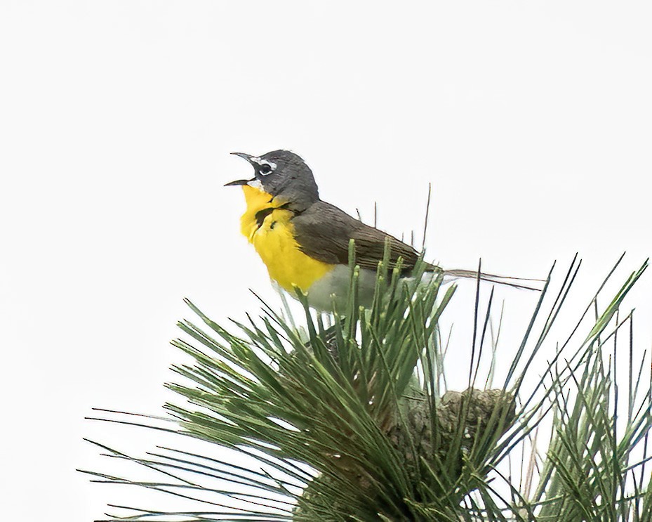 Yellow-breasted Chat - ML620983583