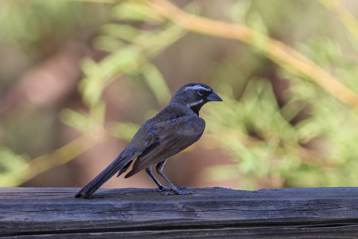 Black-throated Sparrow - ML620983611