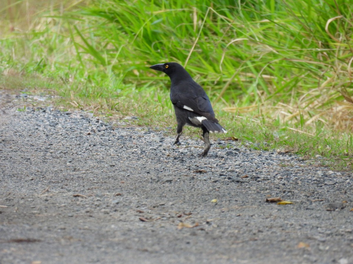 Pied Currawong - ML620983628