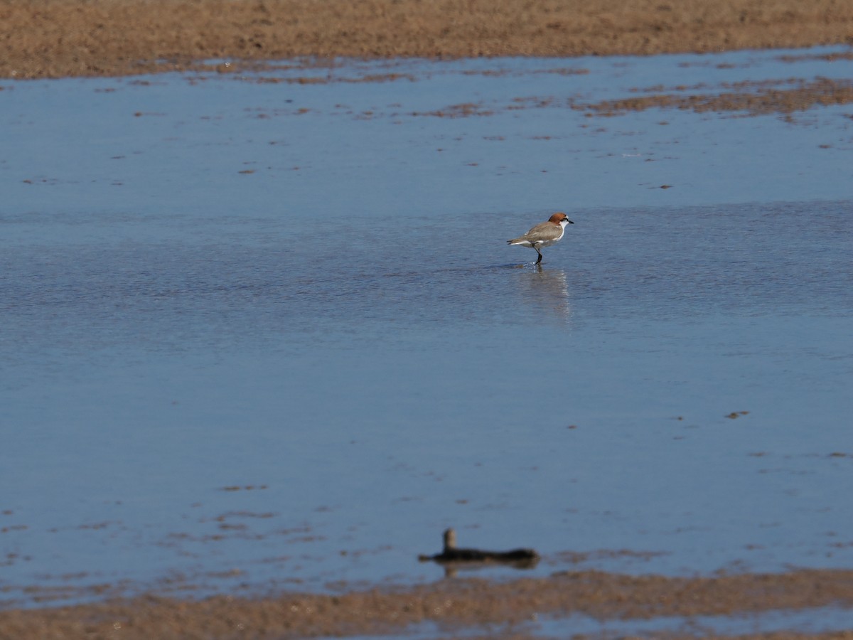 Red-capped Plover - ML620983636