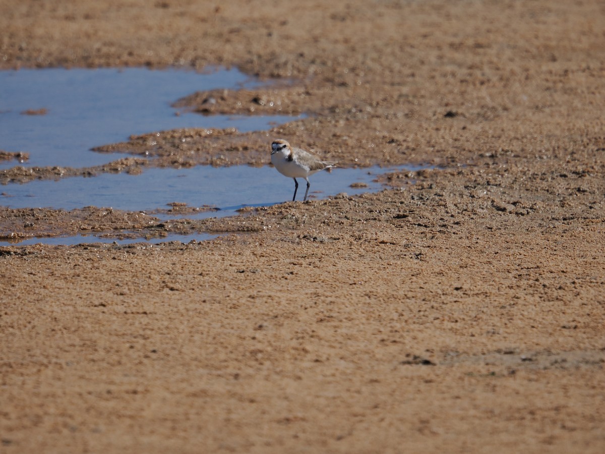 Red-capped Plover - ML620983644