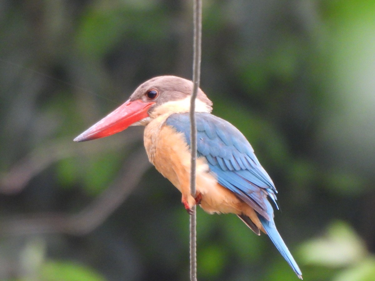 Stork-billed Kingfisher - ML620983661