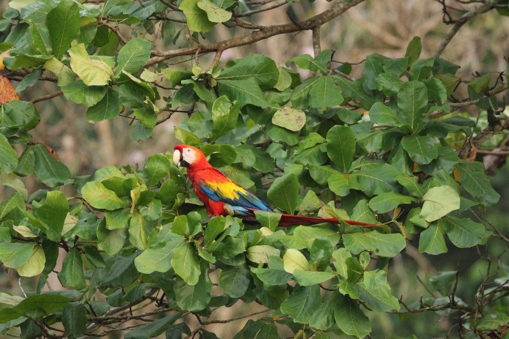 Scarlet Macaw - ML620983730