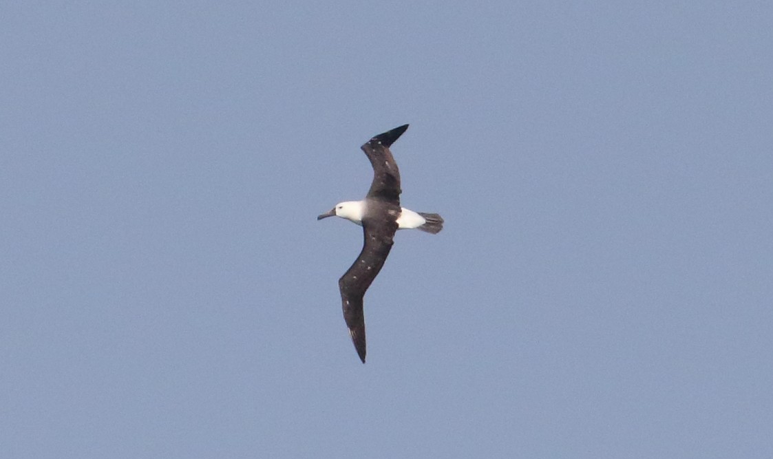 Atlantik Sarı Gagalı Albatrosu - ML620983743
