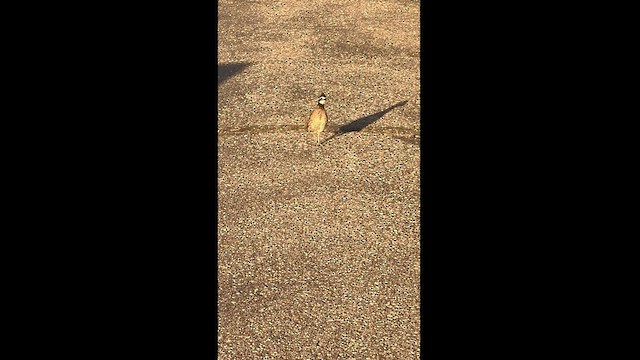 Northern Bobwhite - ML620983745