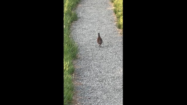 Northern Bobwhite - ML620983755