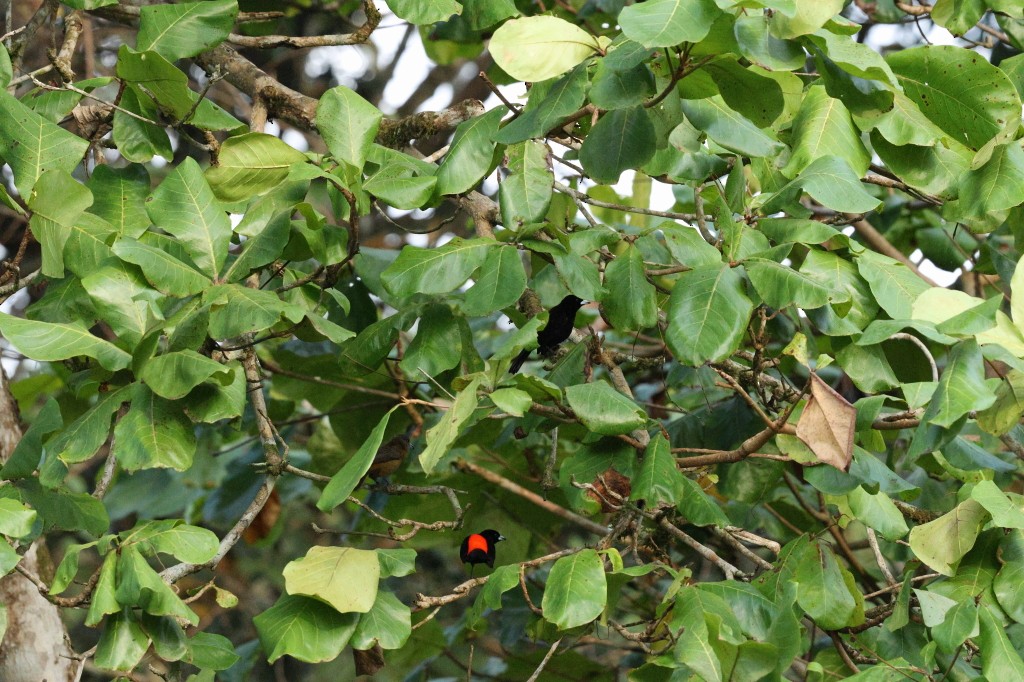 Scarlet-rumped Tanager - ML620983756