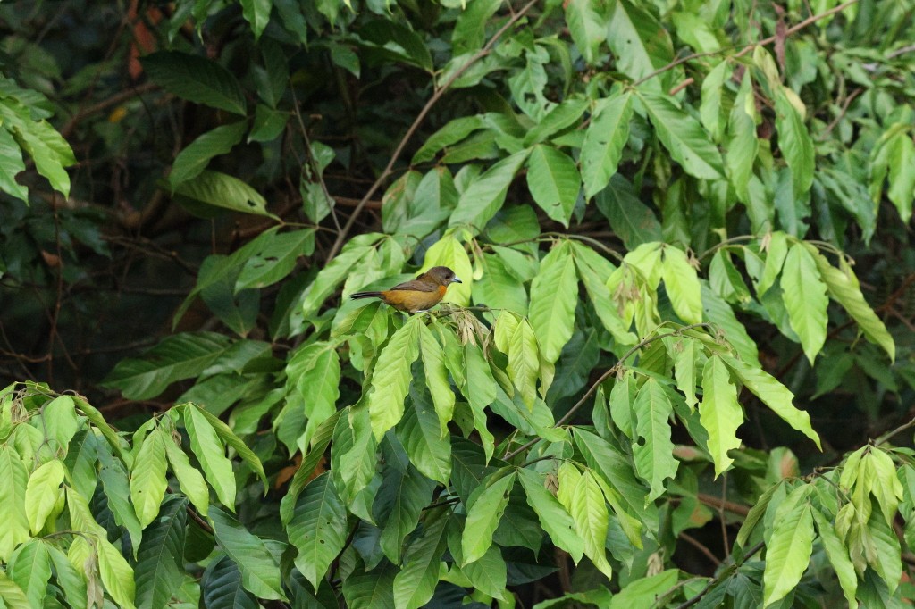 Scarlet-rumped Tanager - ML620983763