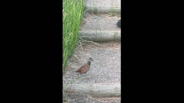 Northern Bobwhite - ML620983767