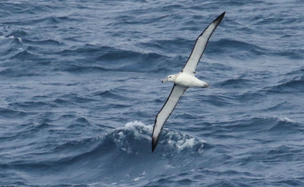 White-capped Albatross - ML620983768