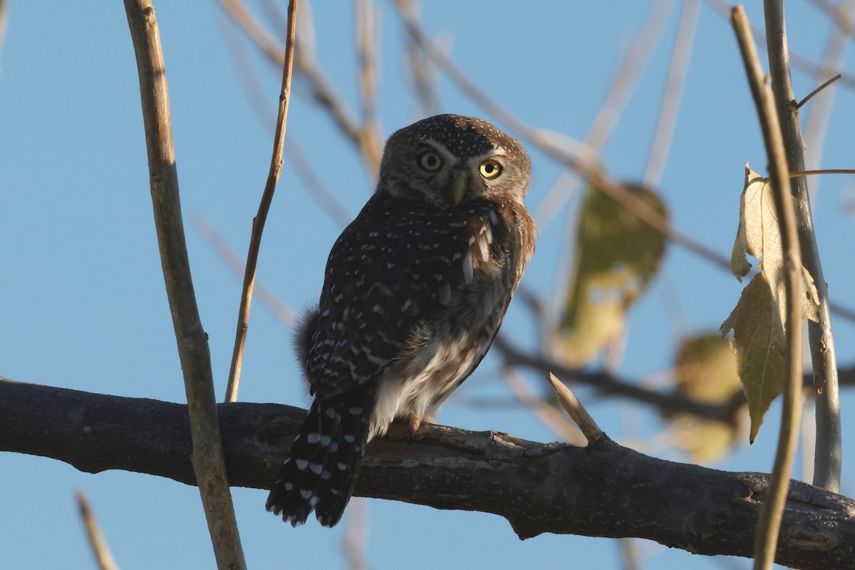 Pearl-spotted Owlet - ML620983801