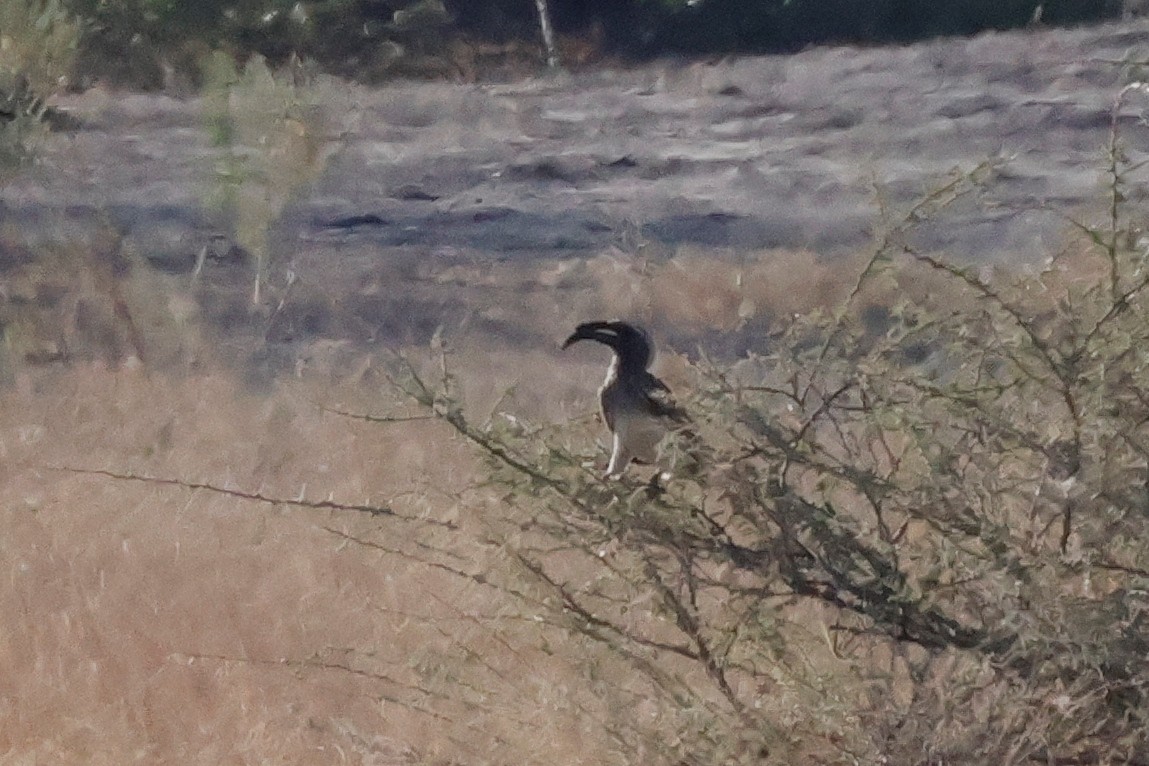 African Gray Hornbill - ML620983849