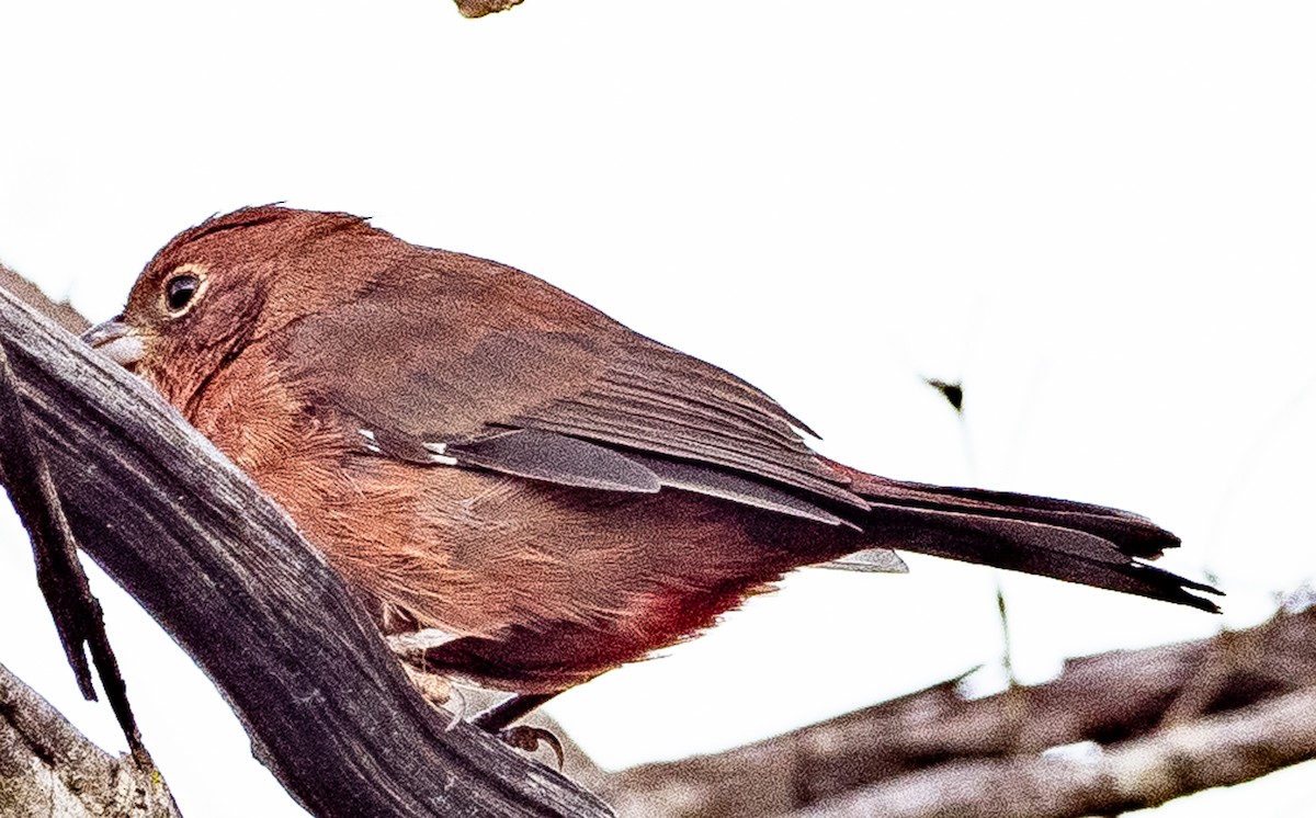 Red-crested Finch - ML620983886