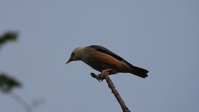 Malabar Starling - ML620983897