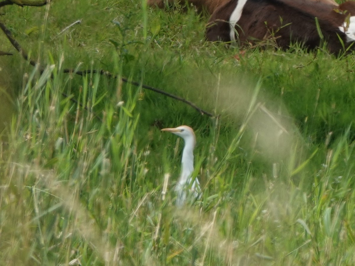 Western Cattle Egret - ML620983939