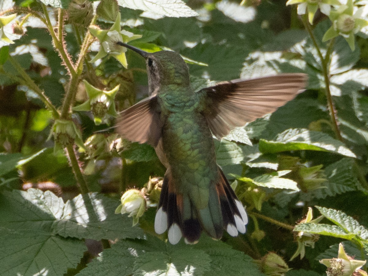 Broad-tailed Hummingbird - ML620983951