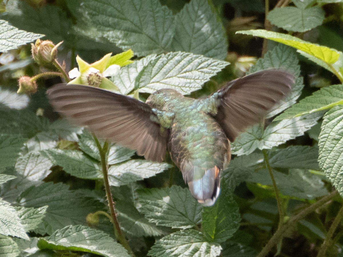Broad-tailed Hummingbird - ML620983952