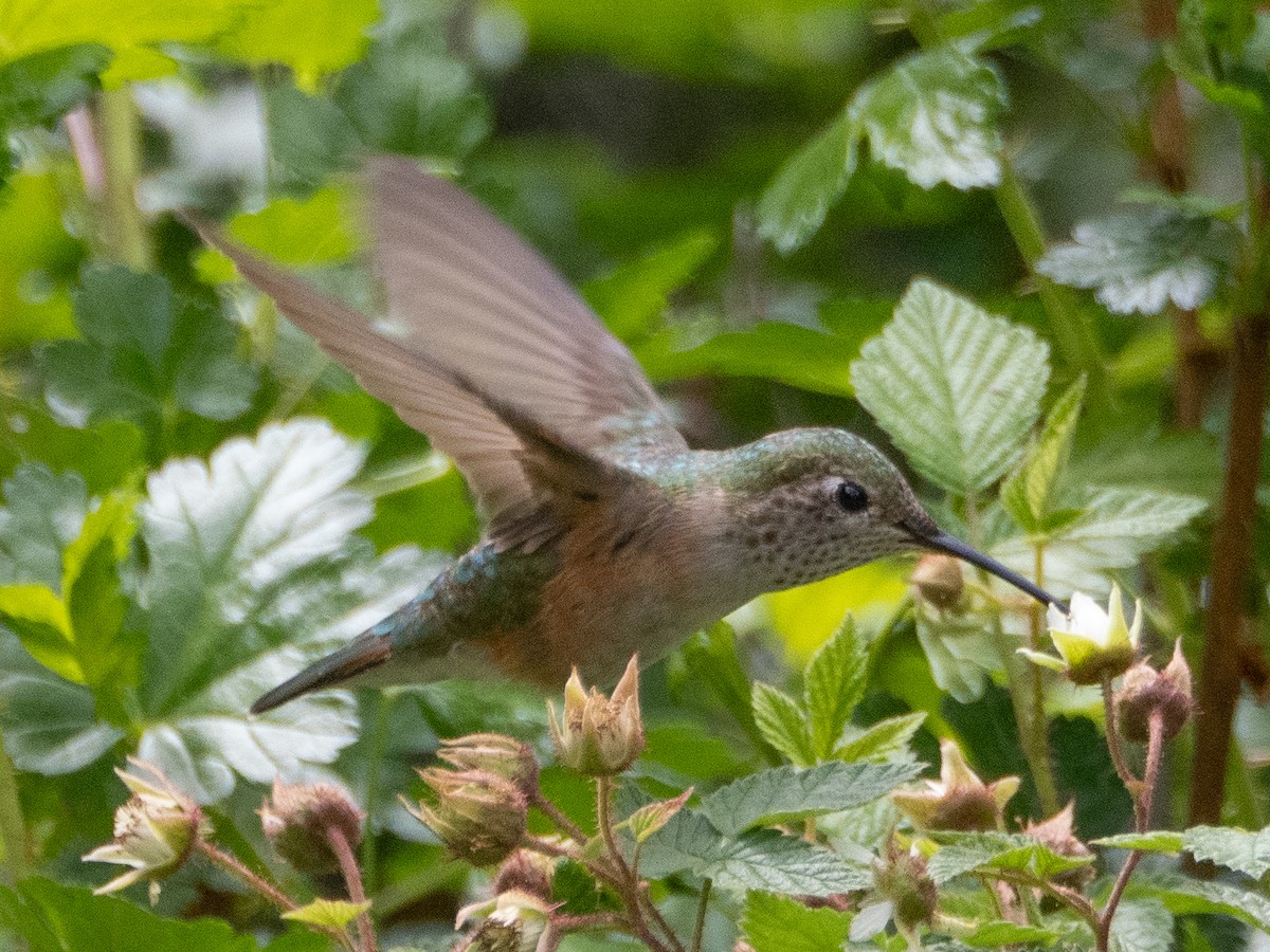 Broad-tailed Hummingbird - ML620983953