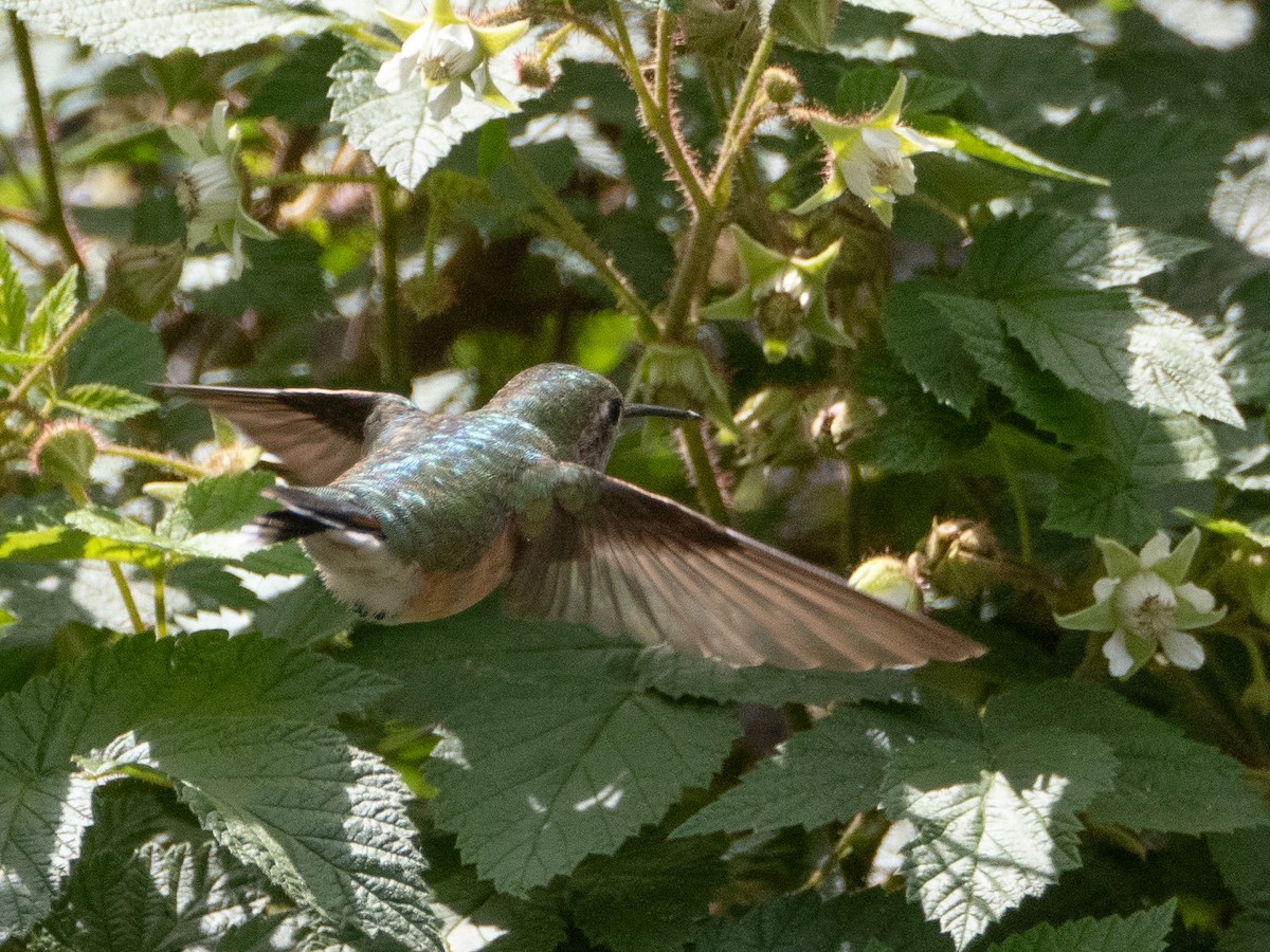 Broad-tailed Hummingbird - ML620983954