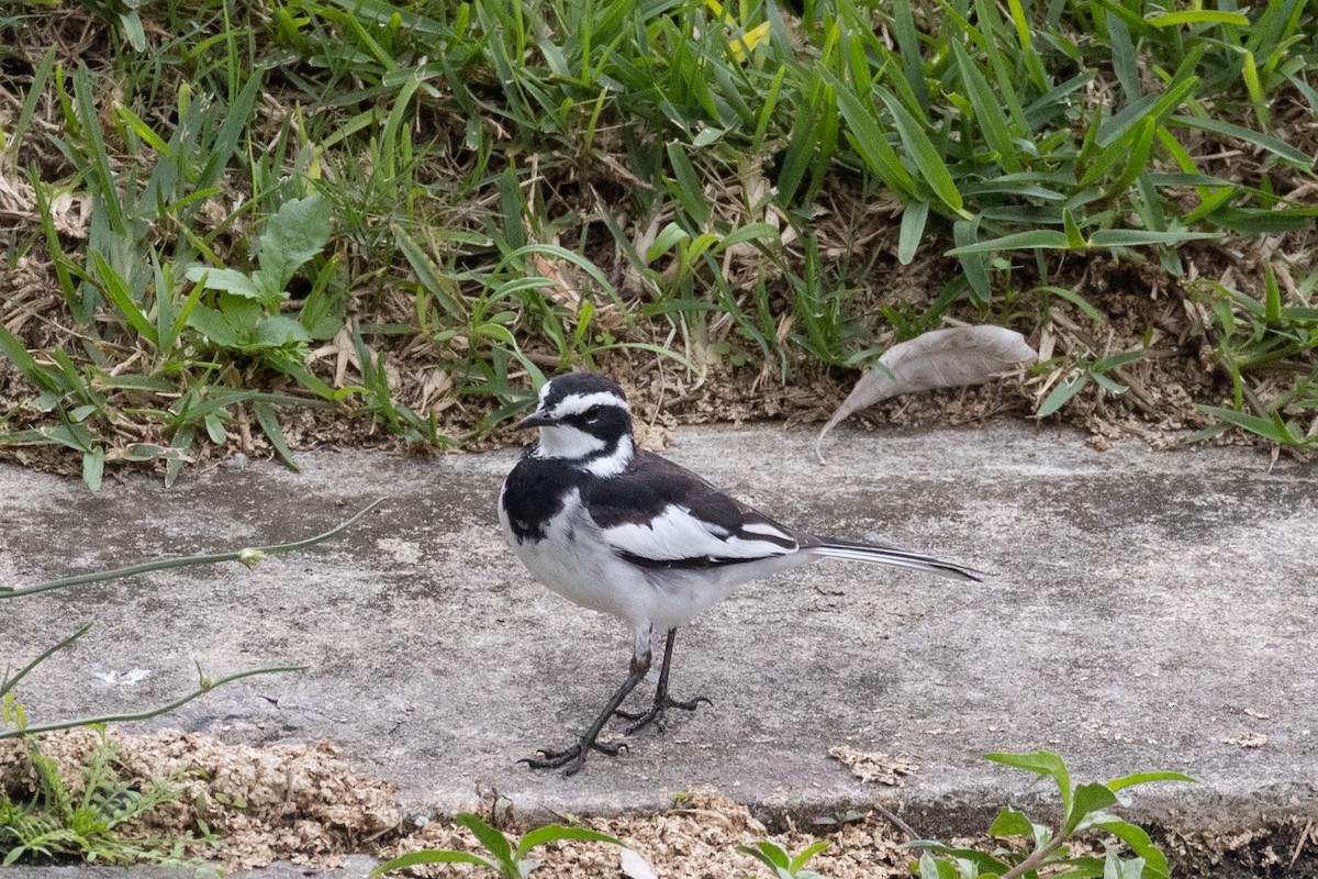 African Pied Wagtail - ML620983971