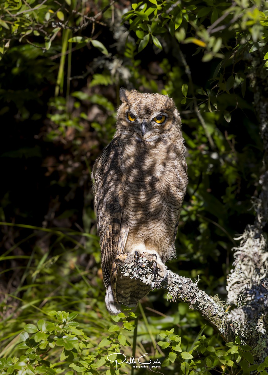 Lesser Horned Owl - ML620983974