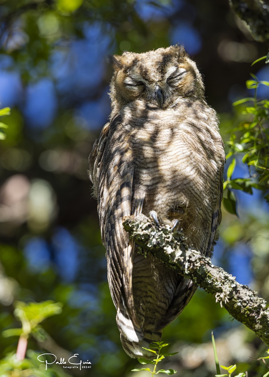 Lesser Horned Owl - ML620983975