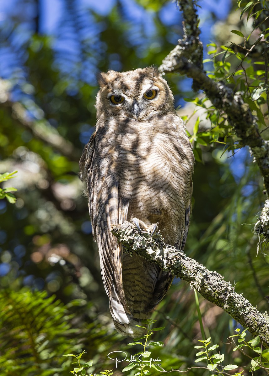 Lesser Horned Owl - ML620983976