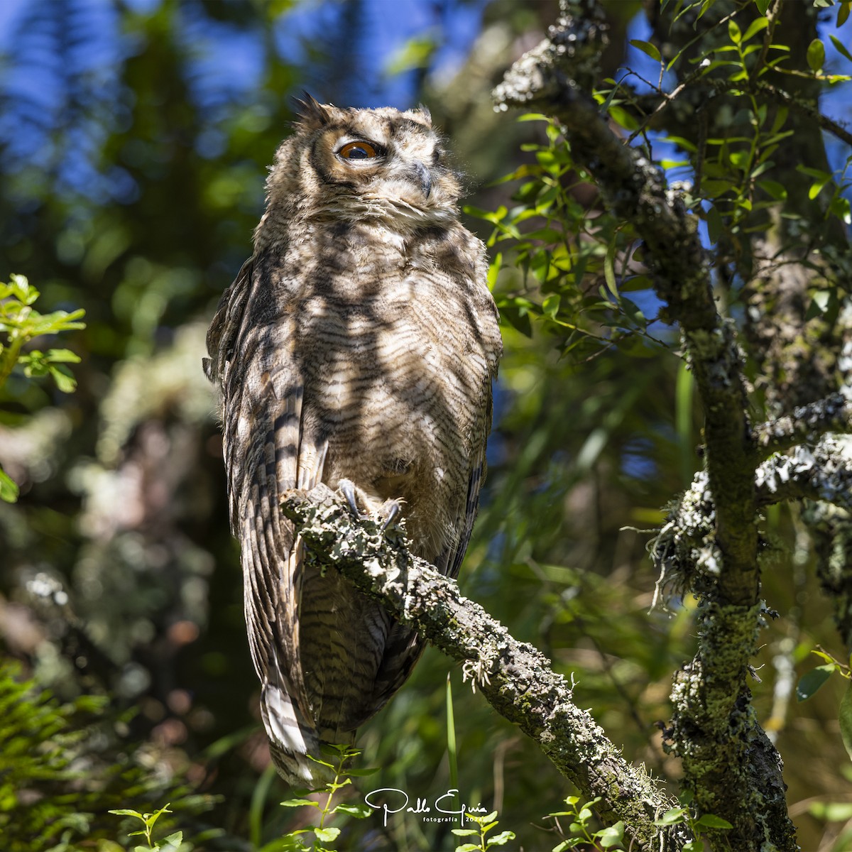 Lesser Horned Owl - ML620983977