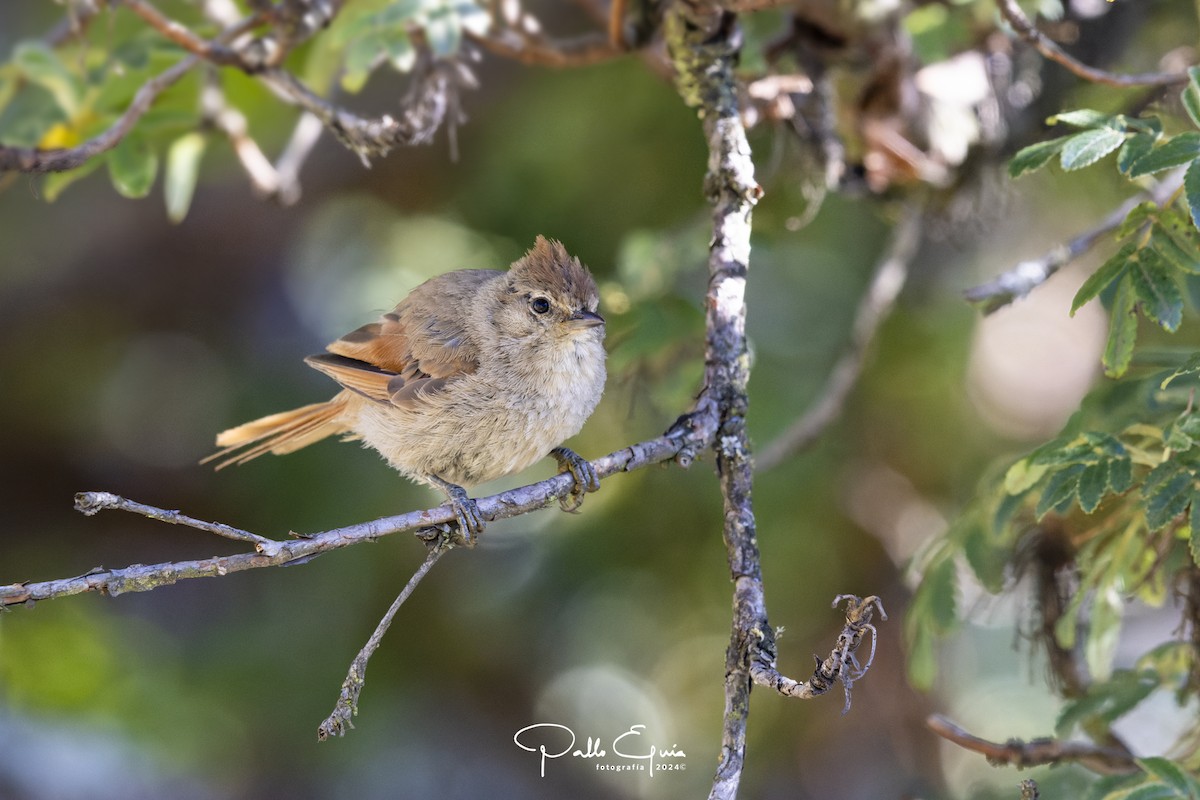 Brown-capped Tit-Spinetail - ML620983989