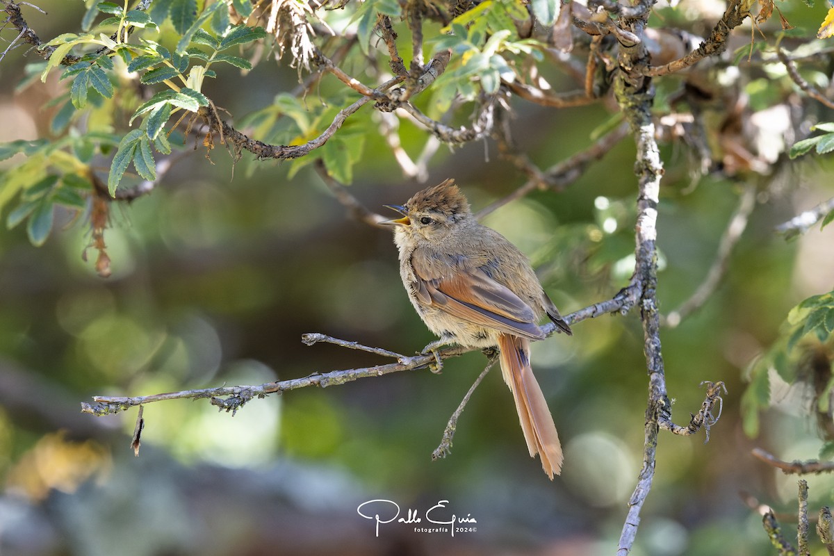 Brown-capped Tit-Spinetail - ML620983991