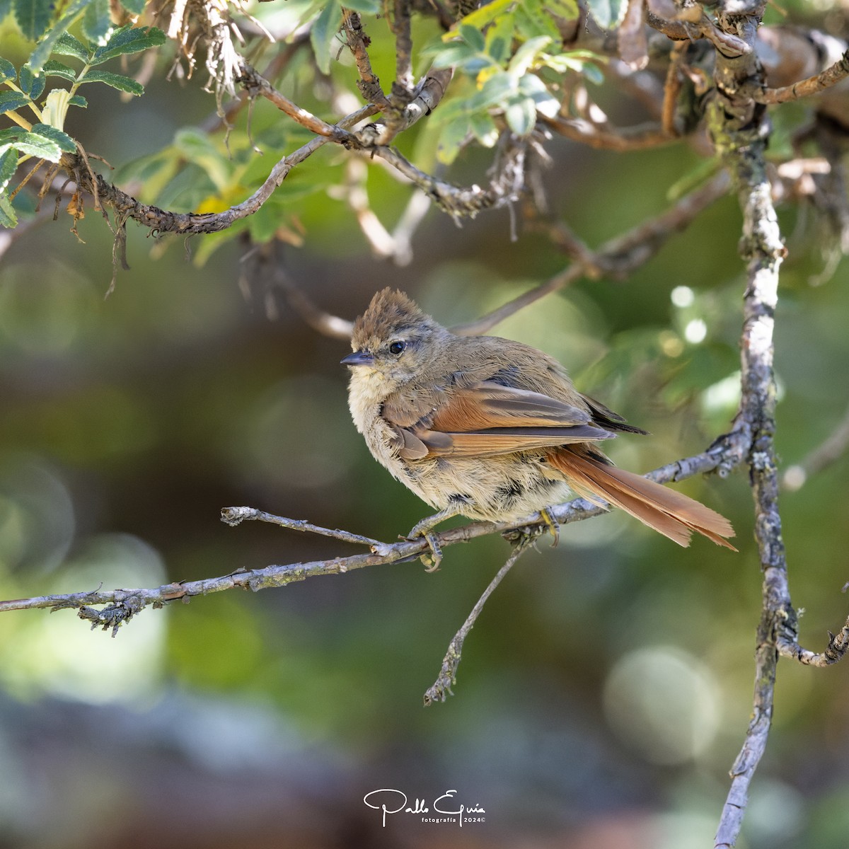 Brown-capped Tit-Spinetail - ML620983992