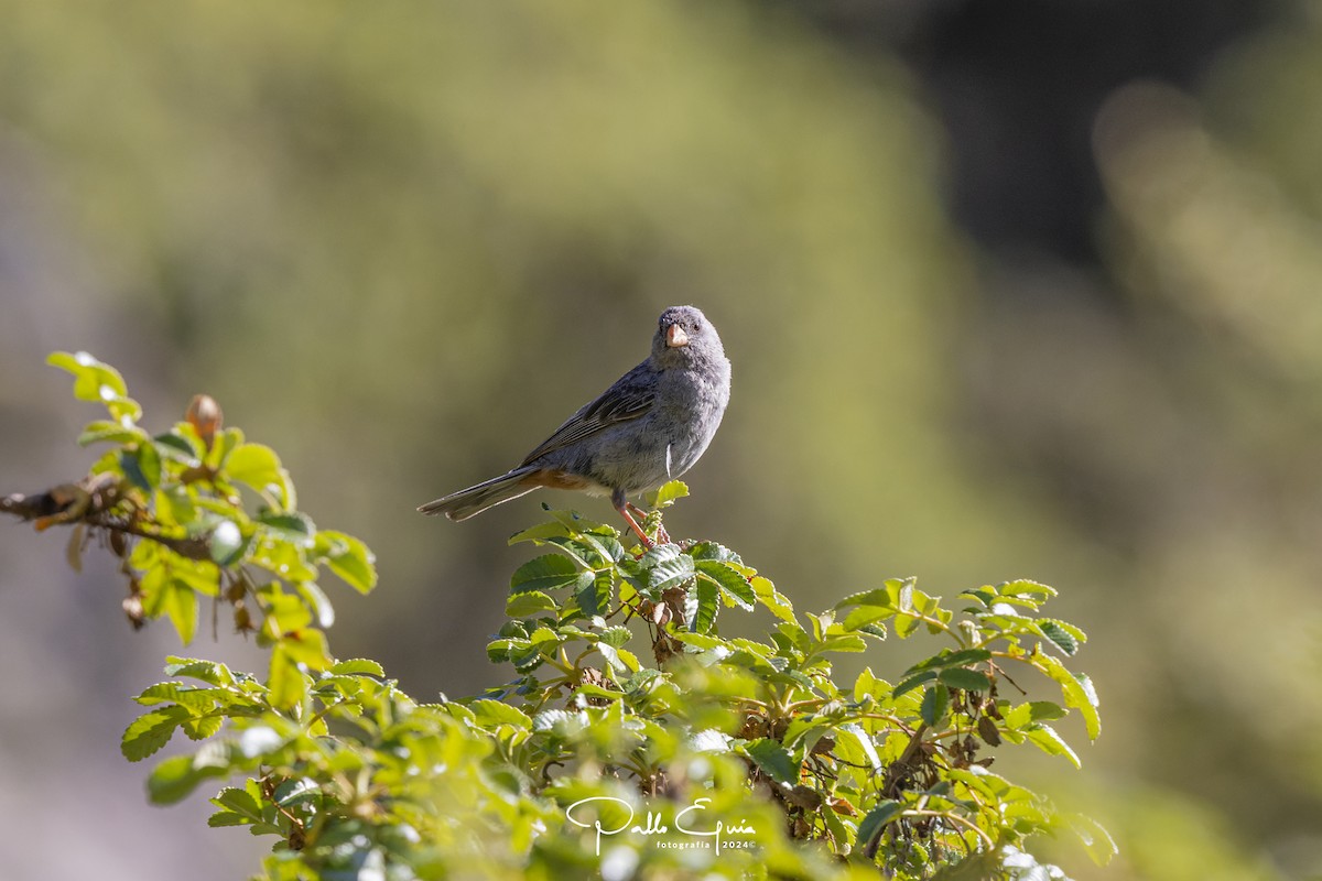 Plain-colored Seedeater - ML620984006