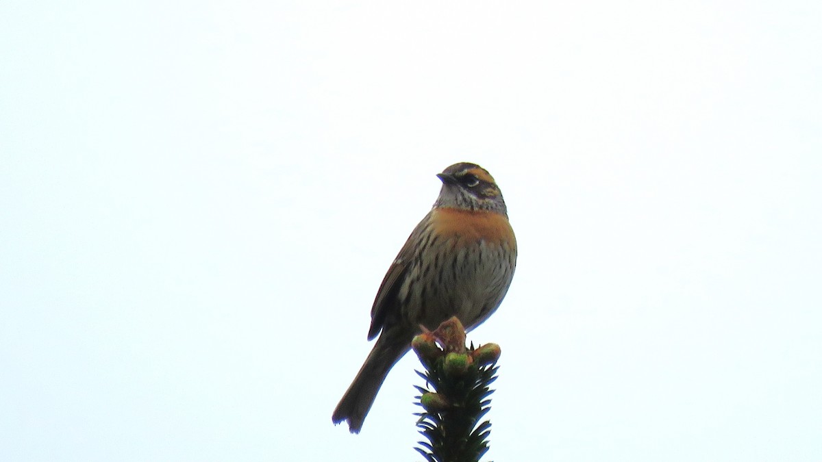 Rufous-breasted Accentor - ML620984053