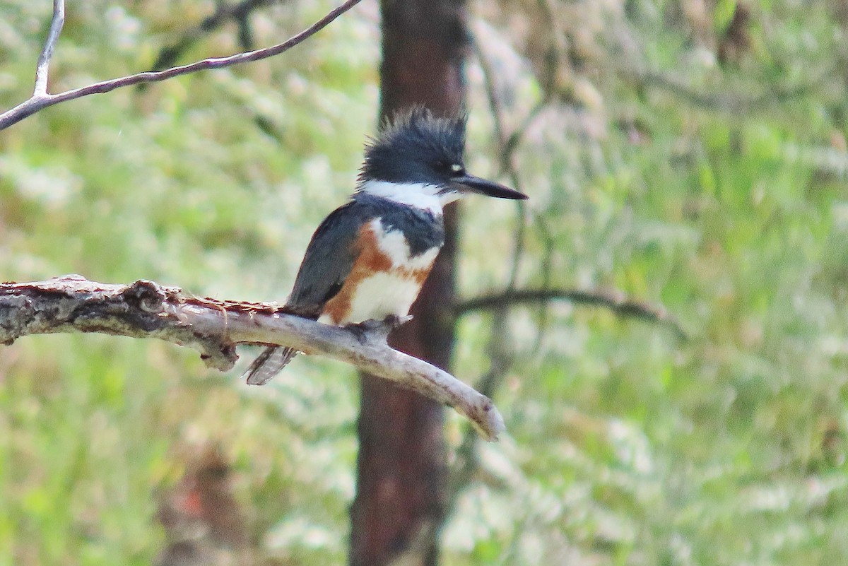 Belted Kingfisher - ML620984071