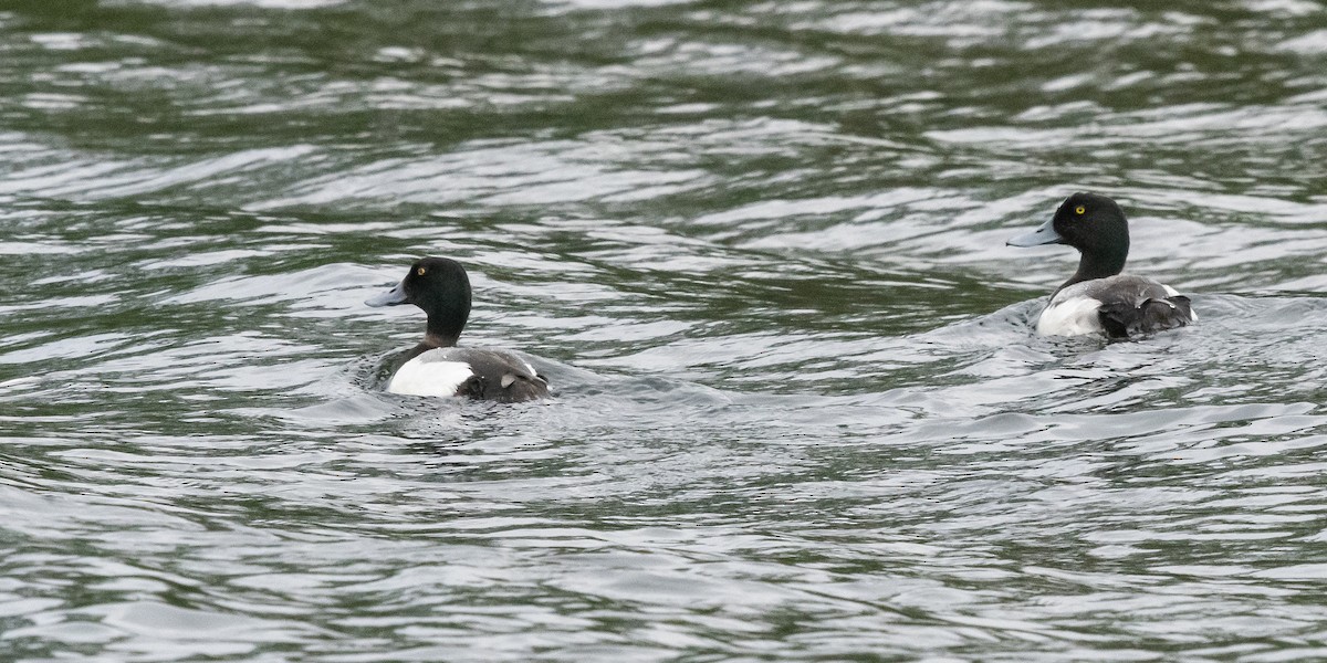 Greater Scaup - Roy Chatburn