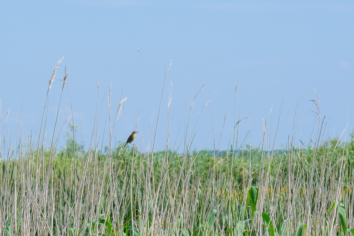 Common Reed Warbler - ML620984078