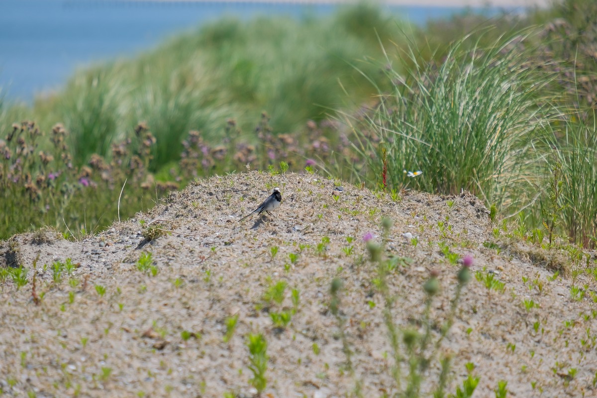 White Wagtail - ML620984127