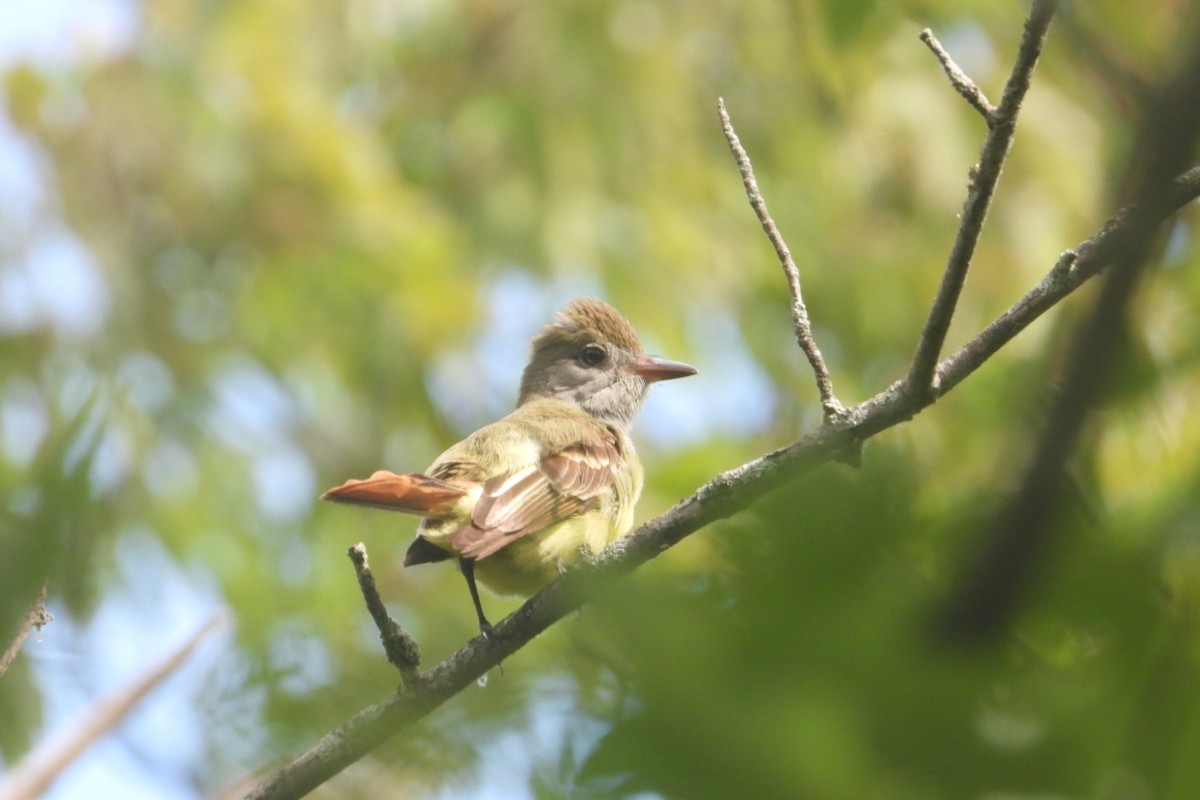 Great Crested Flycatcher - ML620984128
