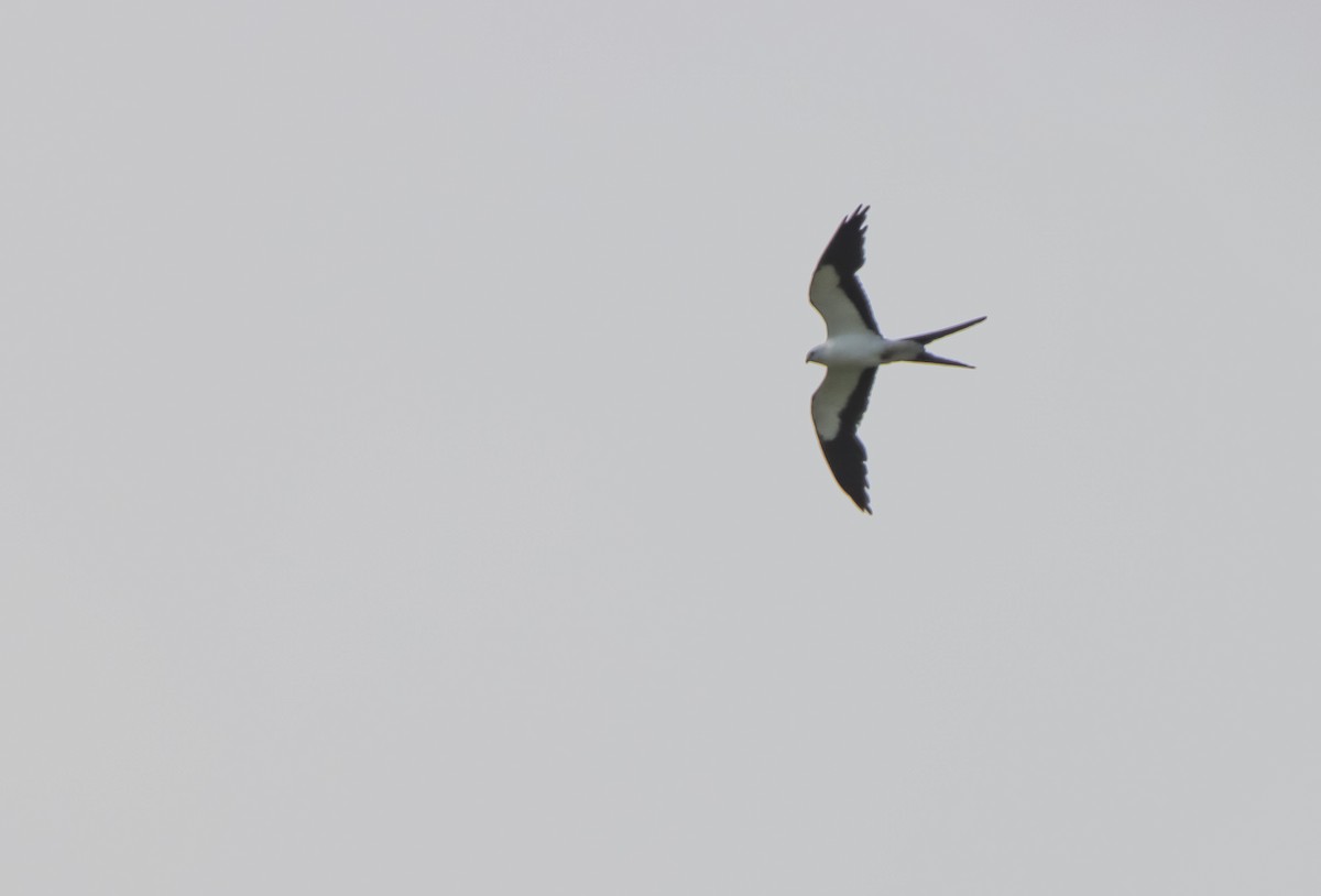 Swallow-tailed Kite - ML620984130